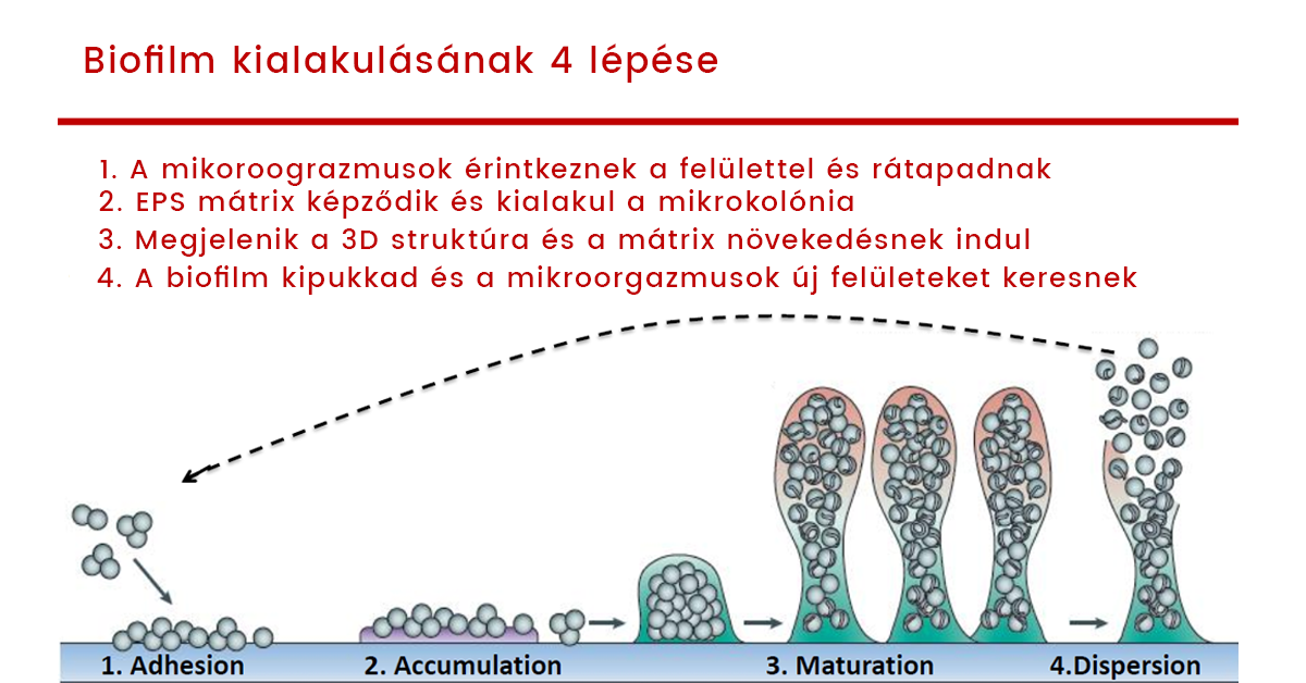 biofilm.png